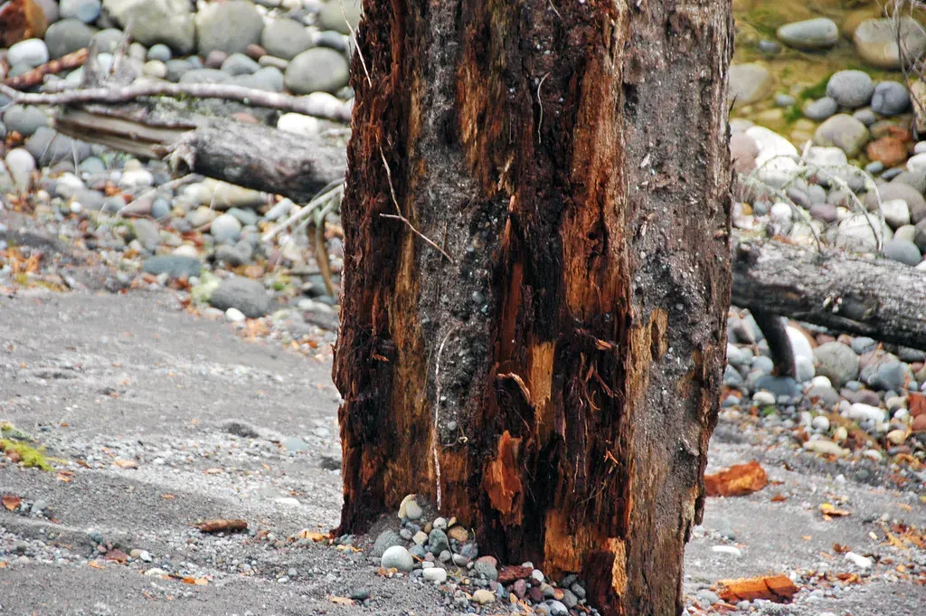 The Carbon Story Written in Ancient Trees (James St. John, Flickr, CC BY 2.0)