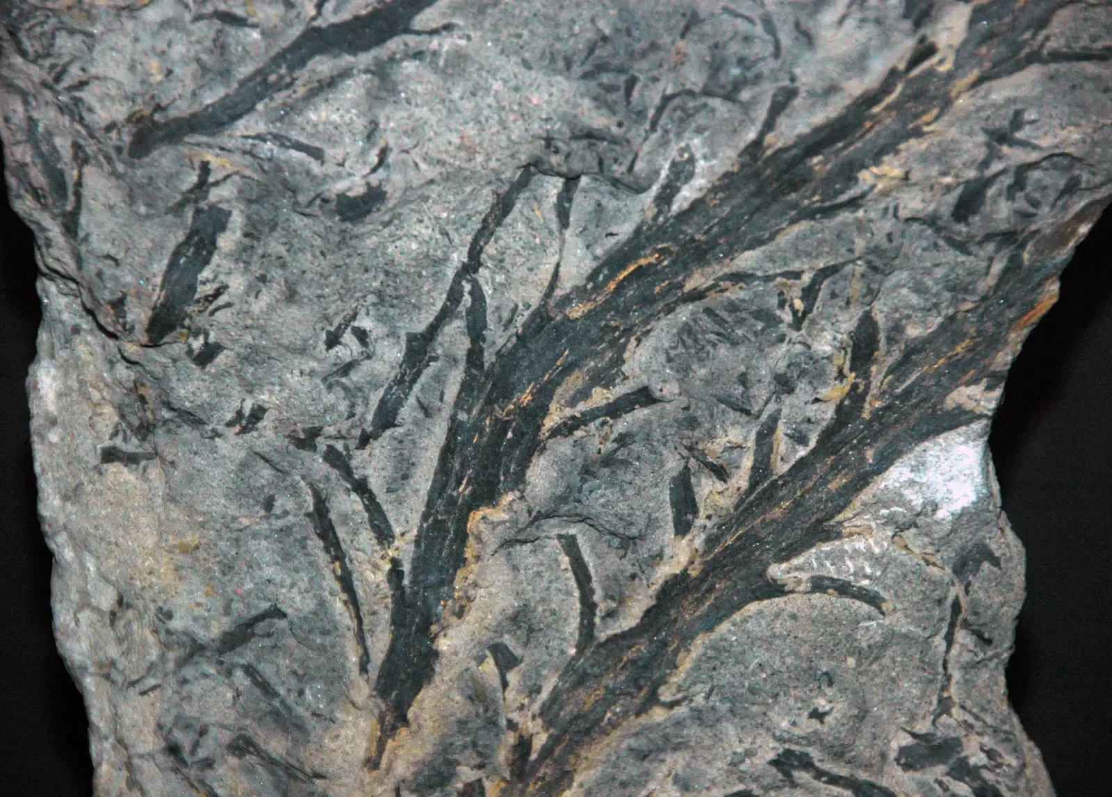 Devonian Trees: Nothing Like the Ones in Your Backyard (Chaleuria cirrosa fossil land plant (Lower Devonian; New Brunswick, southeastern Canada) 2, CC BY 2.0)
