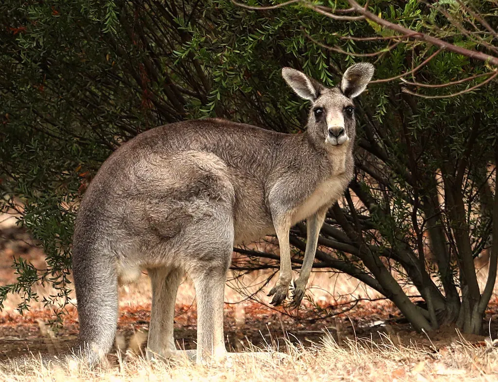 Isolation and Its Astonishing Consequences: The Story of Australia's Marsupials (Image Credits: Flickr)