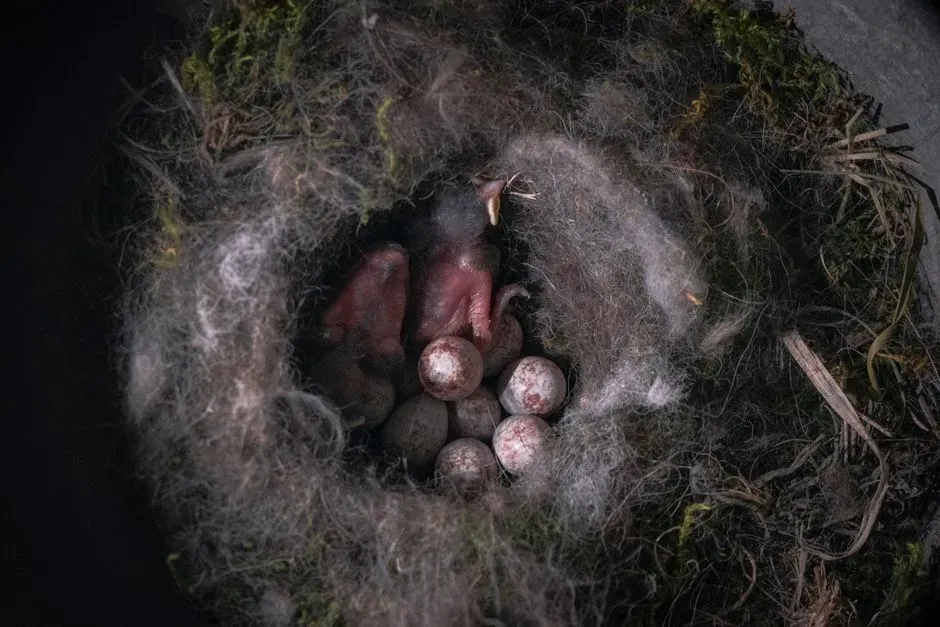 #9: Brood Parasitism Turned Eggs into Forensic Evidence (Image Credits: Pexels)