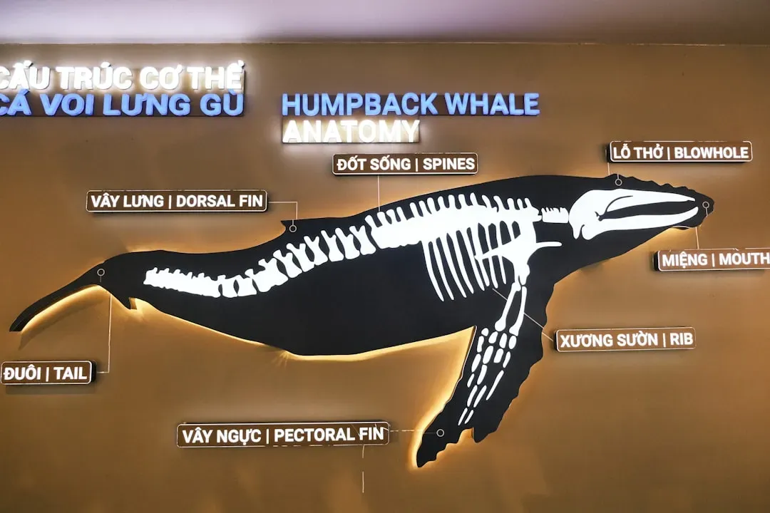 Breathing, Diving, and Sound: How You Mastered the Ocean on Mammal Terms (Image Credits: Unsplash)