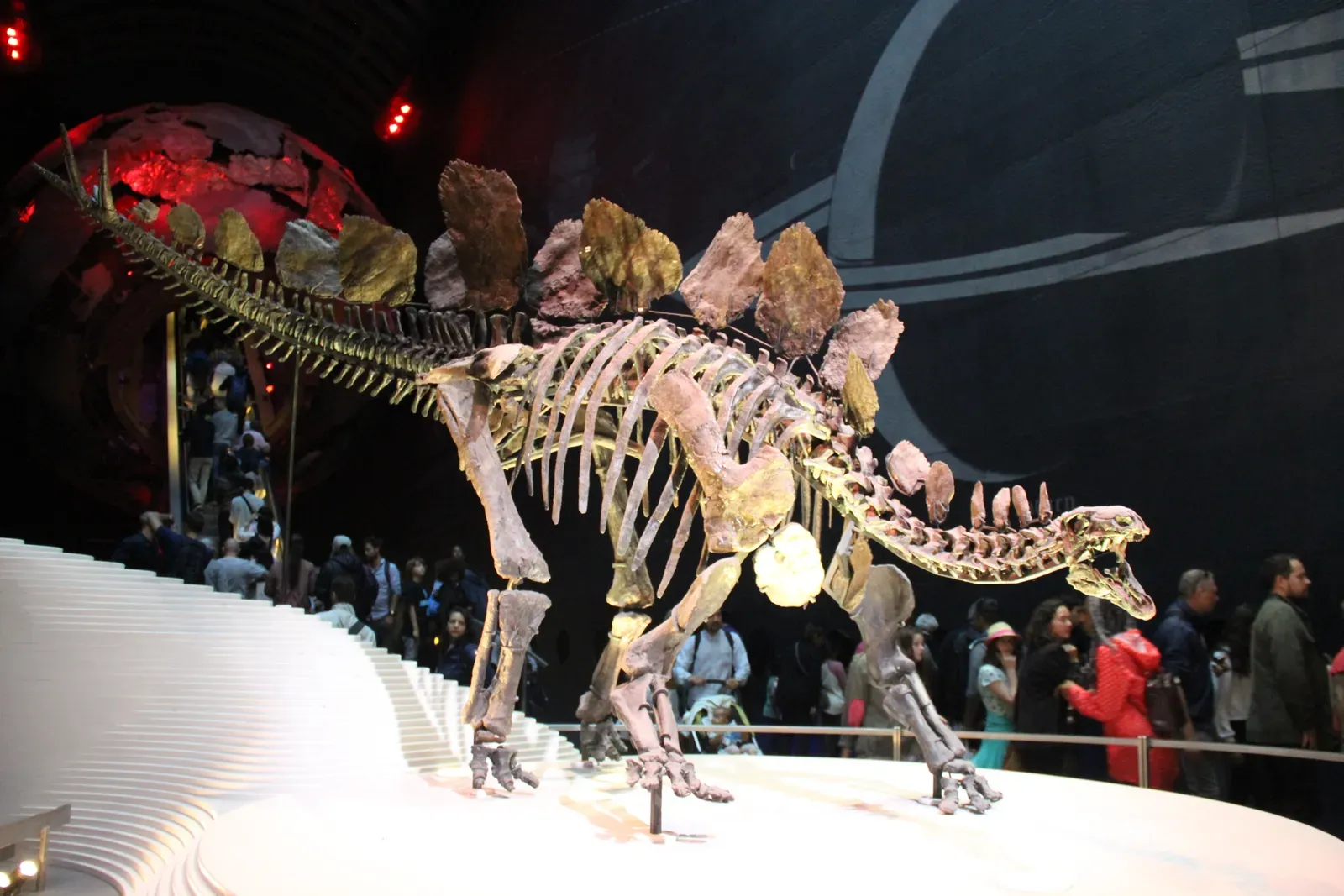 #14 - Stegosaurus Wore Someone Else's Armor for a Century (Stegosaurus Skeleton, CC0)