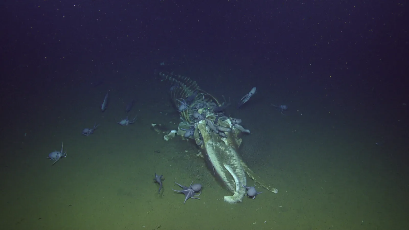 #7 - Whale Carcasses Create Entire Ecosystems We Barely Understand (MBNMS Whale Fall at Davidson Seamount, CC BY 2.0)