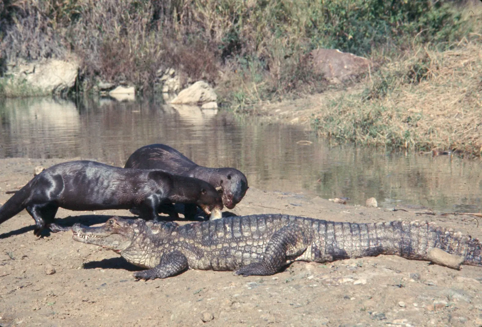 The Day the World Almost Ended: Why Crocodilians Are Even Still Here (This file was contributed to Wikimedia Commons by Colorado State University Libraries as part of a cooperation project. The donation was facilitated by the Digital Public Library of America.
Record in source catalog
DPLA identifier: e843620961f45ae2841985d10dac6188, CC BY-SA 4.0)