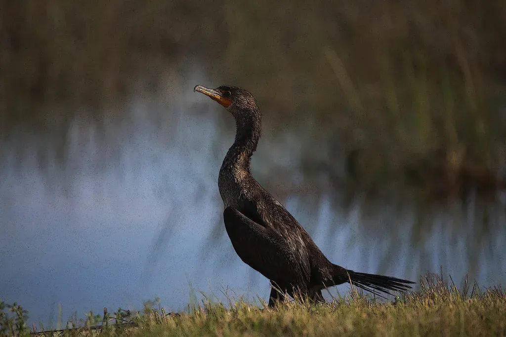 #9 — Birds Are Not Descendants of Dinosaurs. They Are Dinosaurs. (cuatrok77, Flickr, CC BY-SA 2.0)