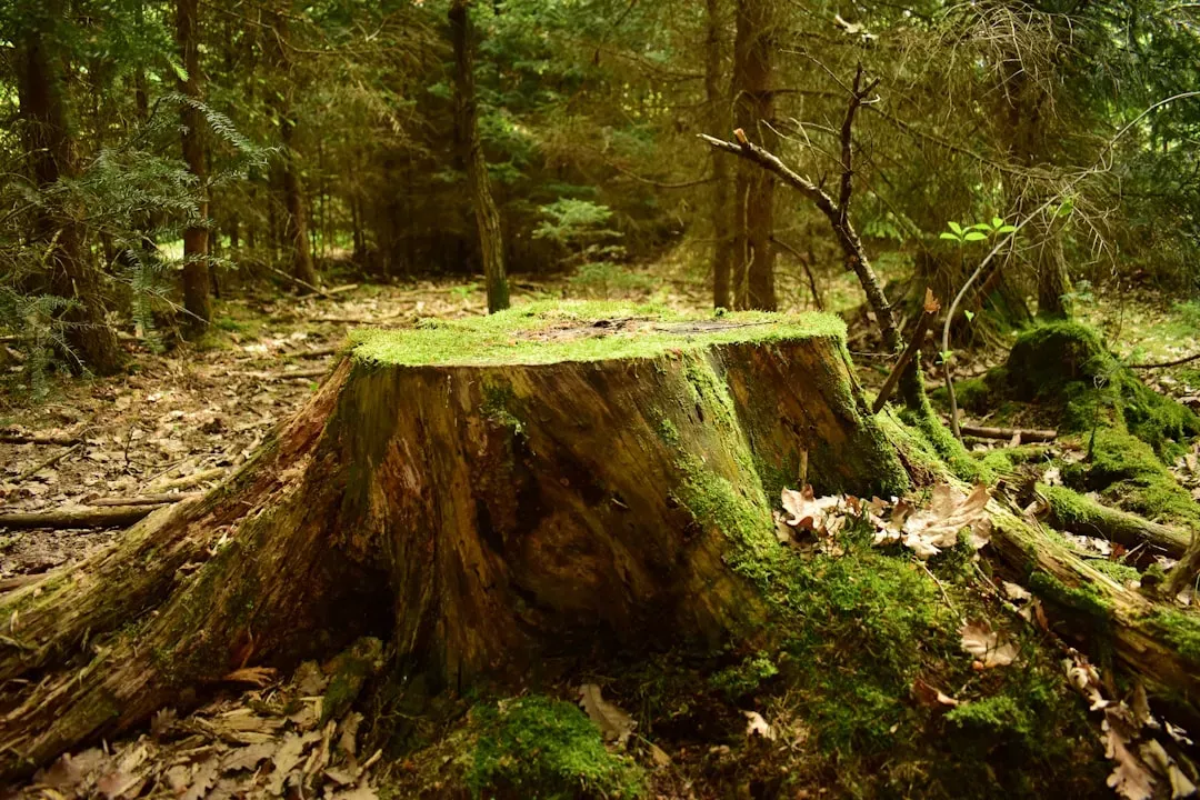 #12 - A Stump Can Tell Scientists Exactly How the Industrial Revolution Changed the Sky Itself (Image Credits: Unsplash)