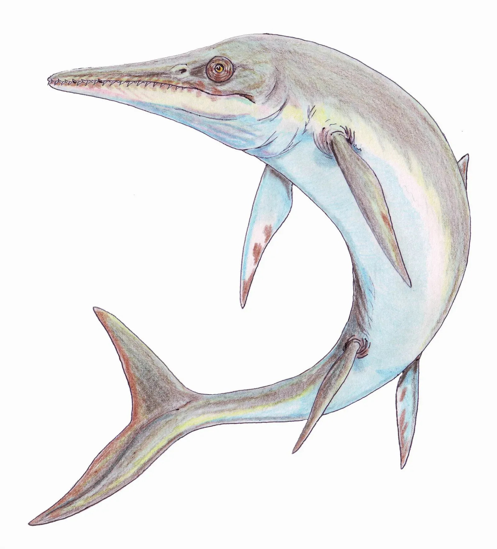 Why Temnodontosaurus Deserves to Be a Household Name (dmitrchel@mail.ru, CC BY 3.0)