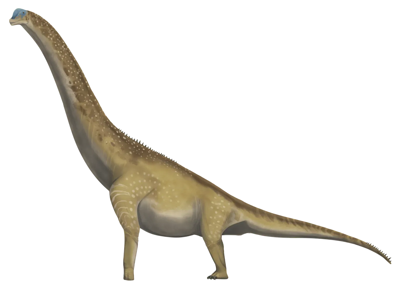 The Sauropod Blueprint: Understanding the Ancient Giants First (By Charles Nye, CC BY-SA 4.0)