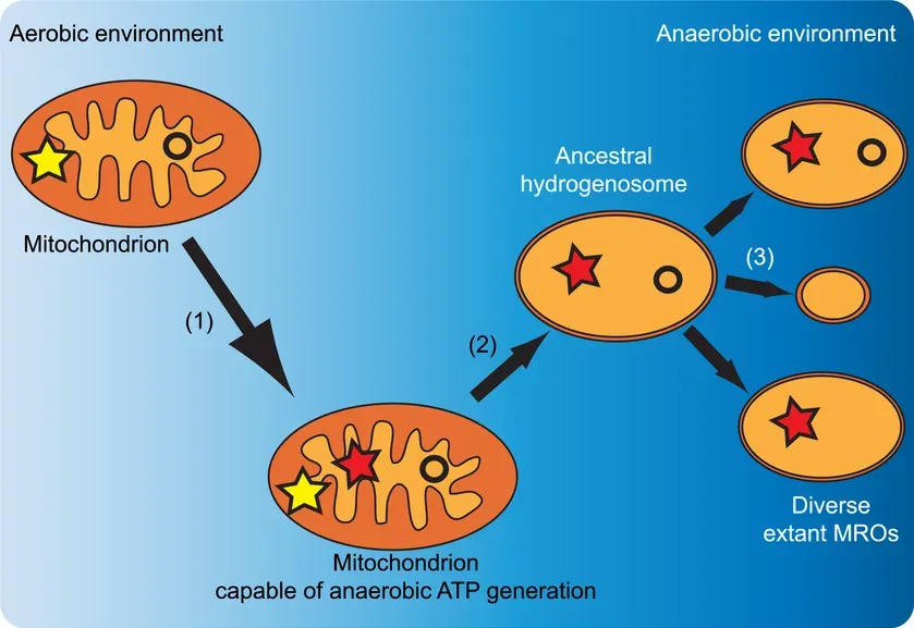 Mitochondrial Enhancement Boosts Energy and Reduces Aging (Image Credits: Wikimedia)