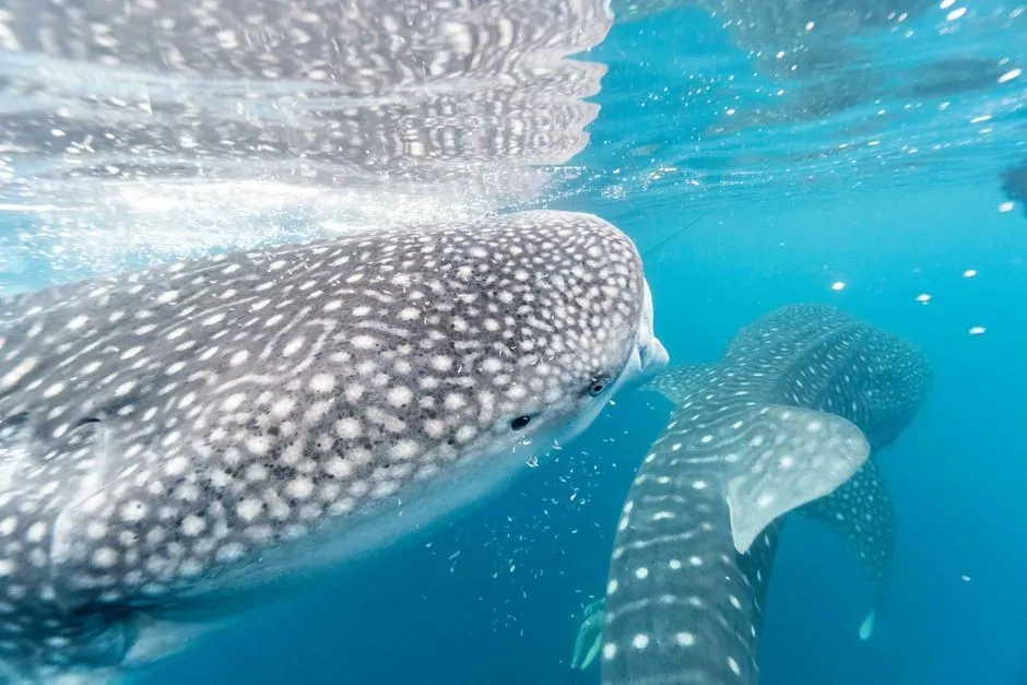 3. Whale shark copulation, start to finish (Image Credits: Pexels)