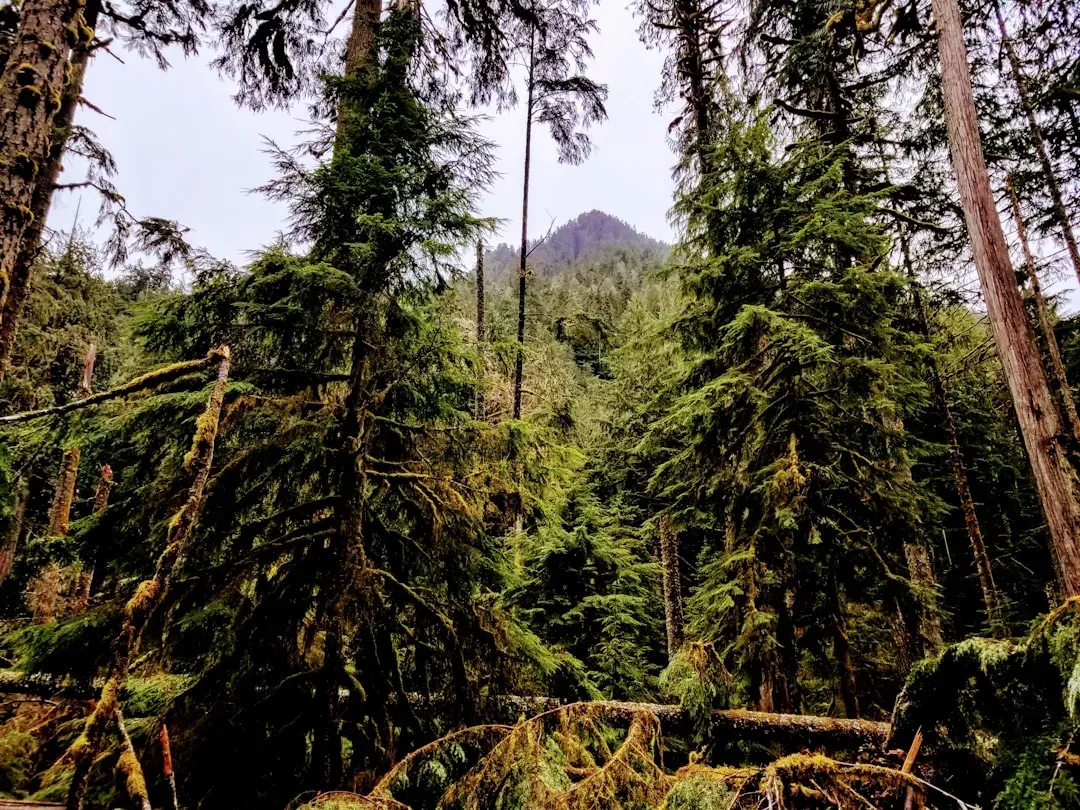 America Has Its Own Temperate Rainforests (Image Credits: Unsplash)