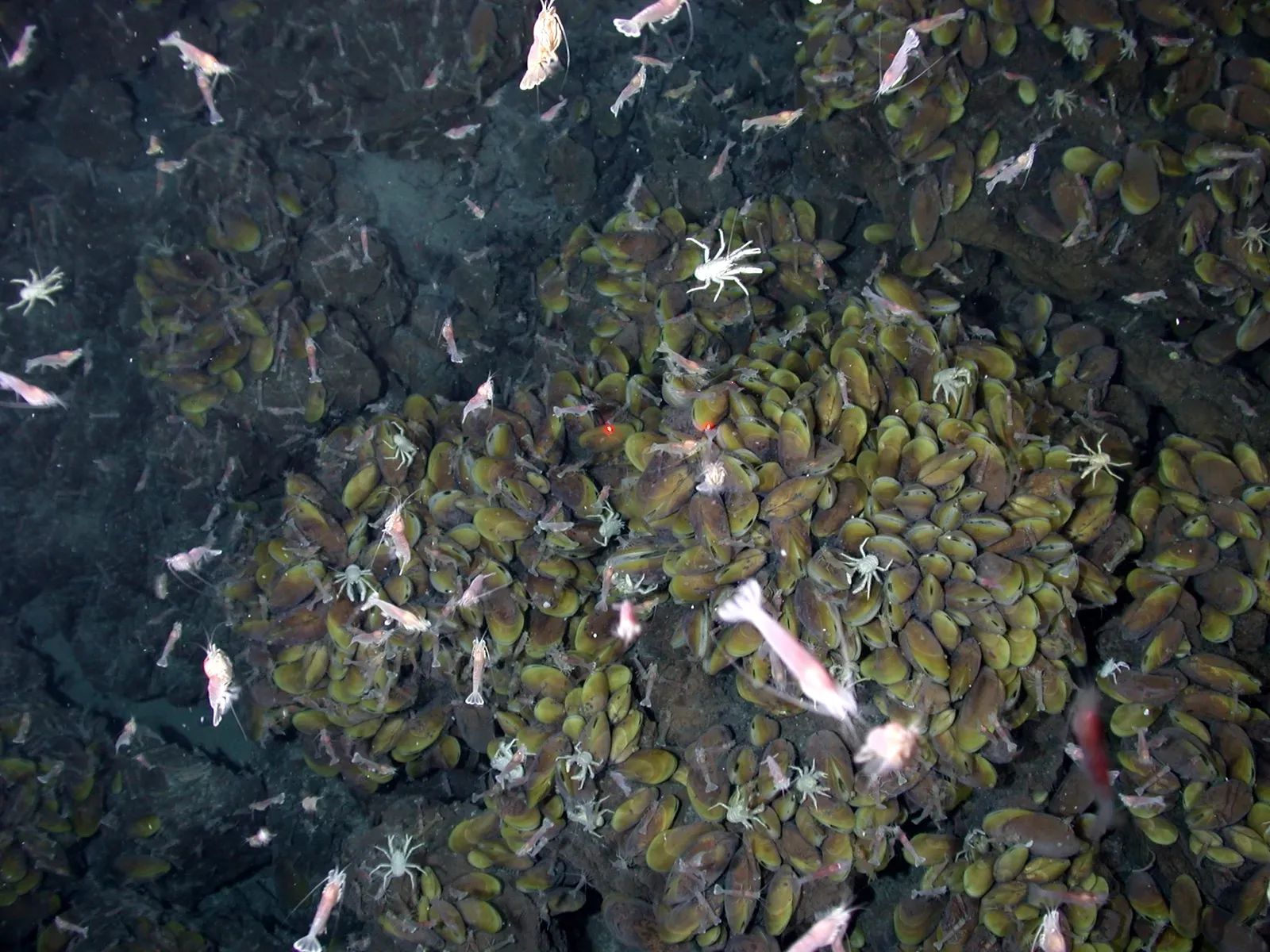 #7 - Darwin's "Warm Little Pond" Was Never Meant to Be Taken This Literally (NOAA Photo Library, Public domain)