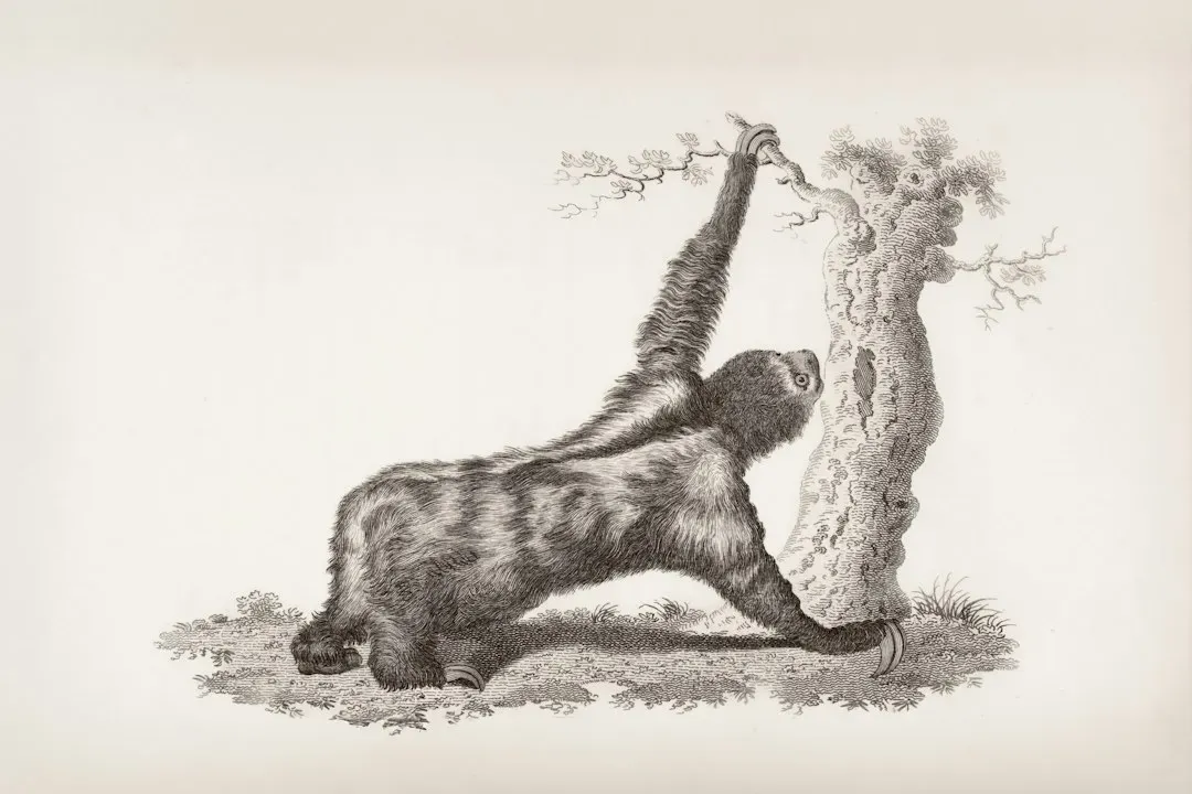 Conclusion: The Sloth‑Shaped Hole In The American Wild (Image Credits: Unsplash)
