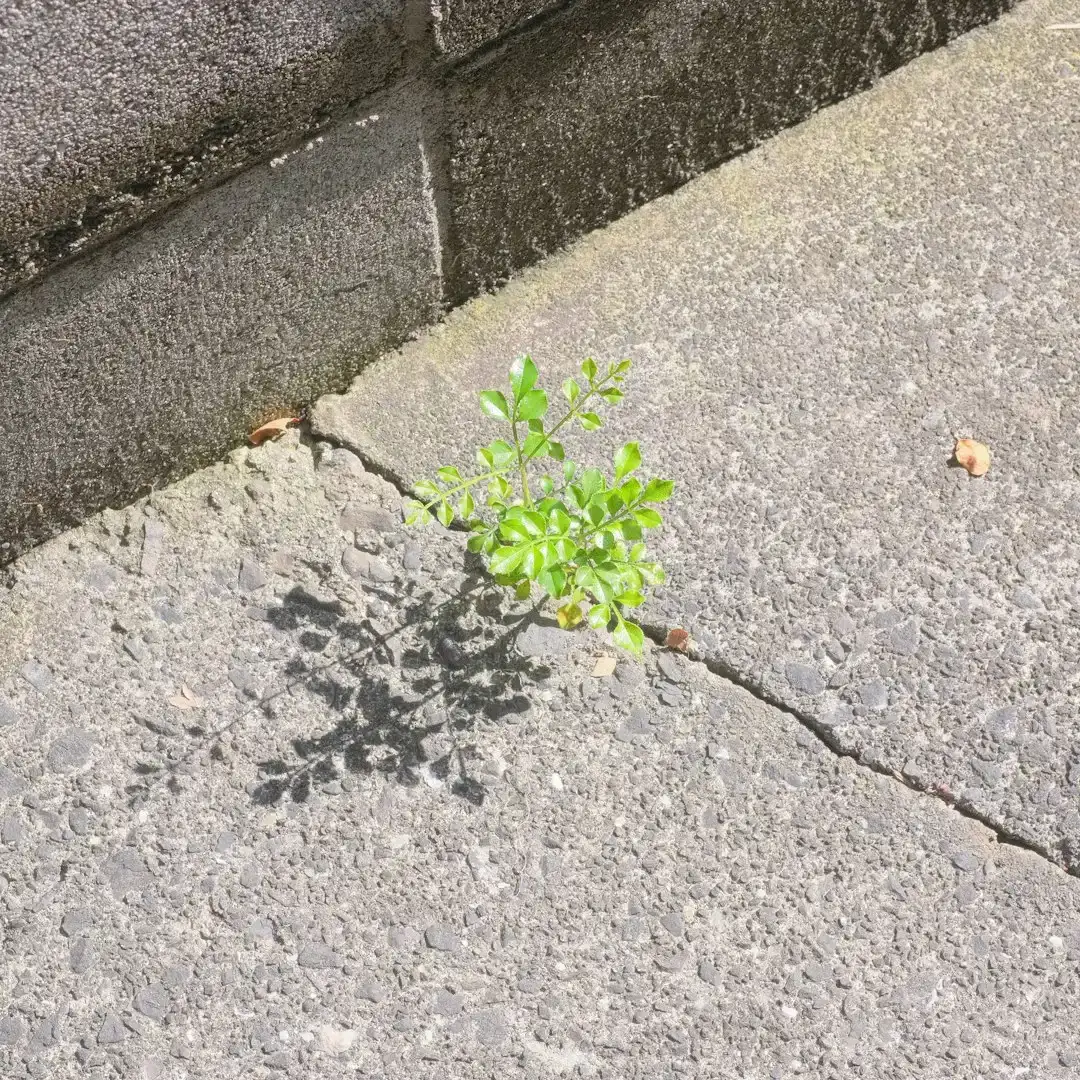 #3 Tree Seedlings: Future Giants in Tiny Gaps (Image Credits: Unsplash)