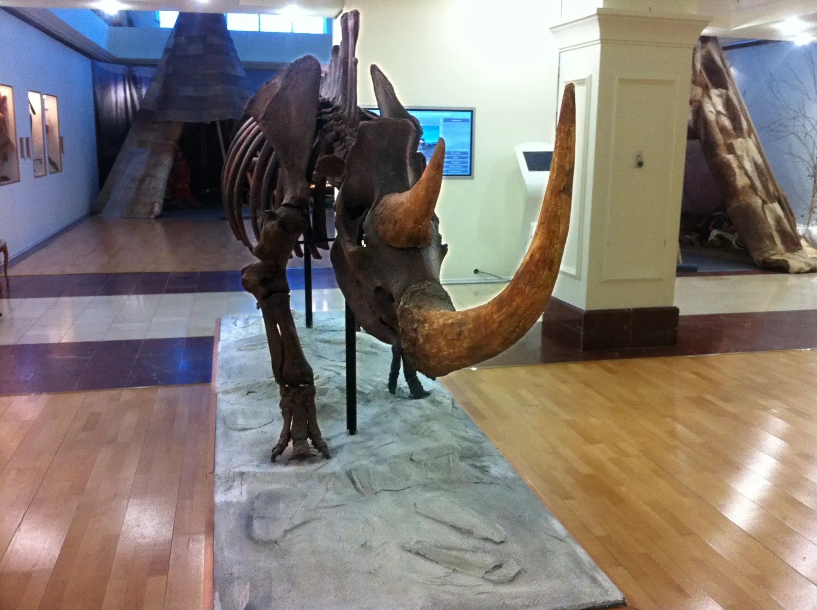 #11 - The 17th-Century "Dinosaur" Built From Rhino Bones (By Vasyatka1, CC BY-SA 4.0)