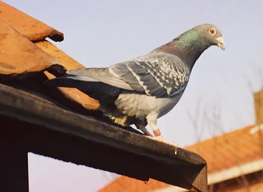#9 - Homing Pigeons Find Their Way Home From Anywhere (nl:Bestand:Postduif.jpg q.v. where it is listed as being in the public domain., Public domain)