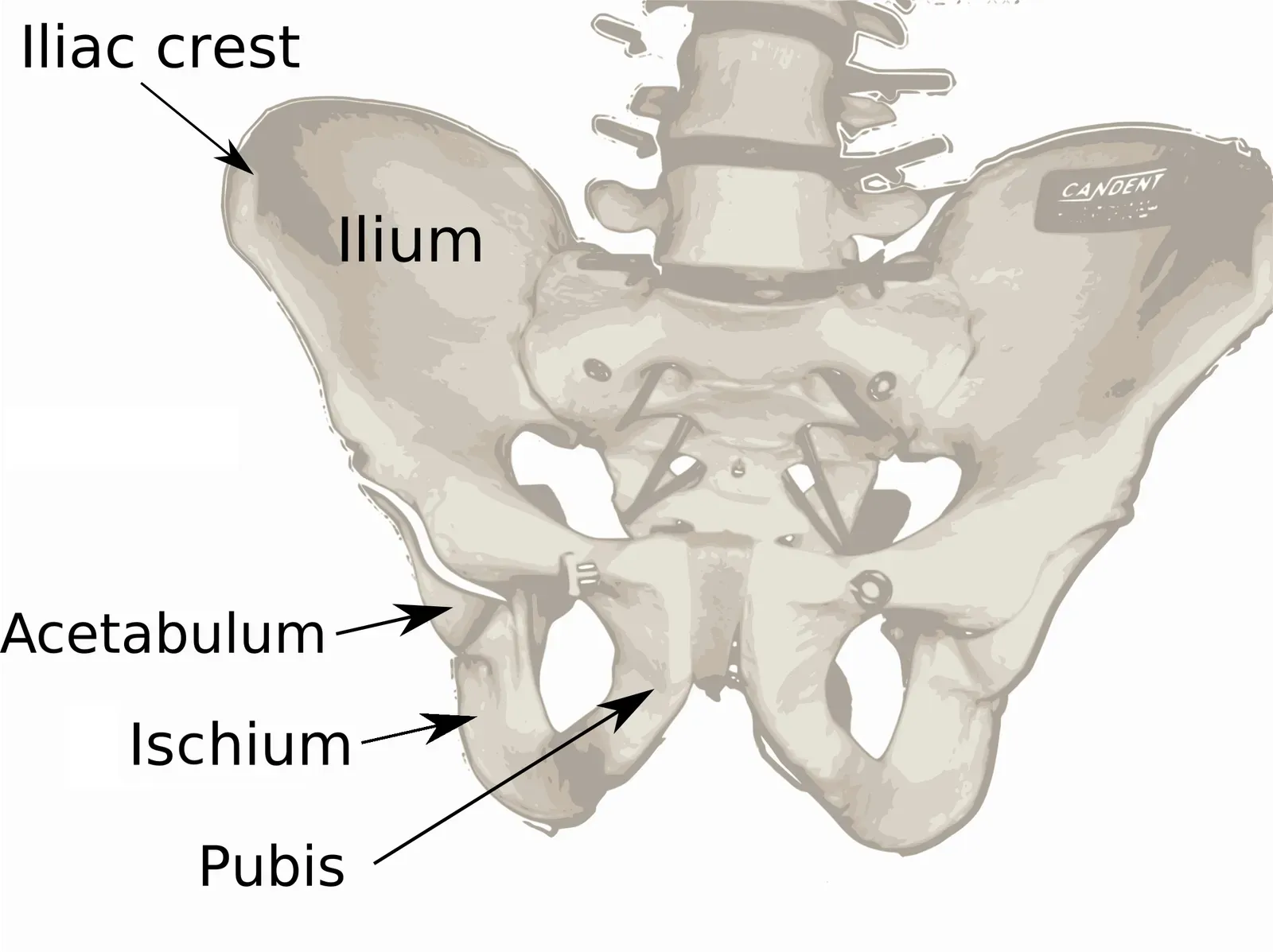 The pelvis, childbirth, and why evolution had to compromise (Transferred from en.wikipedia to Commons., Public domain)
