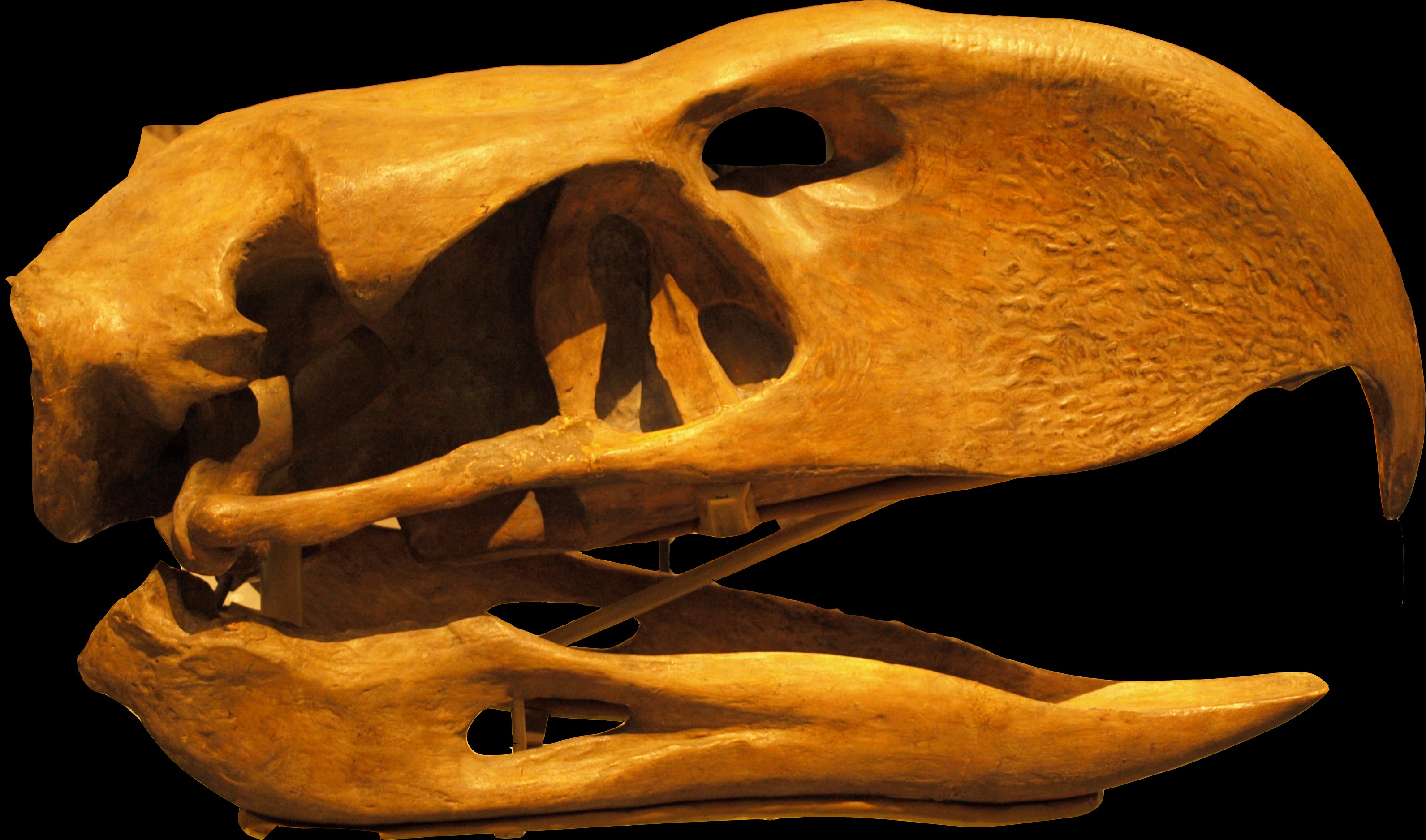 Enhanced Hearing: The Secret Weapon (Image Credits: Wikimedia)