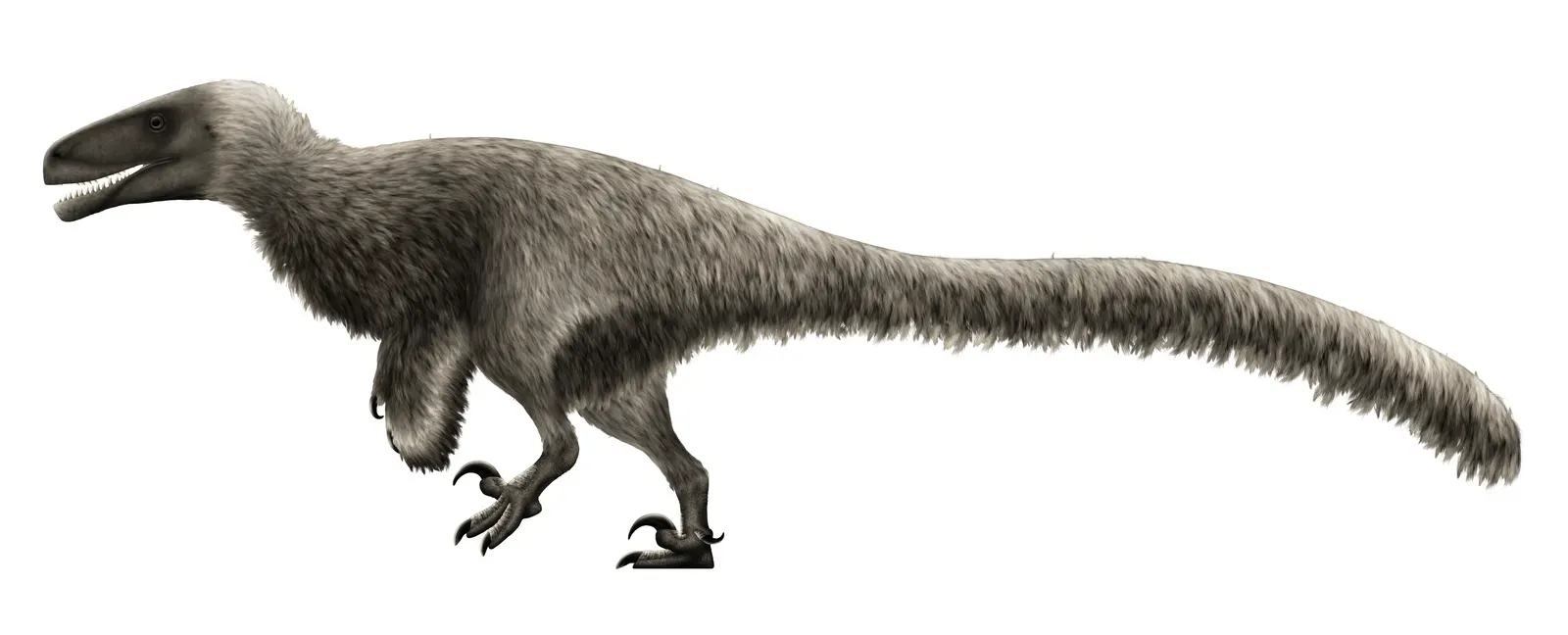 Leo – Achillobator, the Regal Apex Showstopper (By PaleoNeolitic, CC BY 4.0)