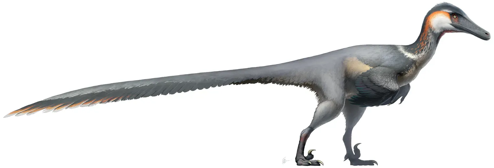 Austroraptor: The Cretaceous Crocodile‑Snouted Stalker (By Fred Wierum, CC BY-SA 4.0)