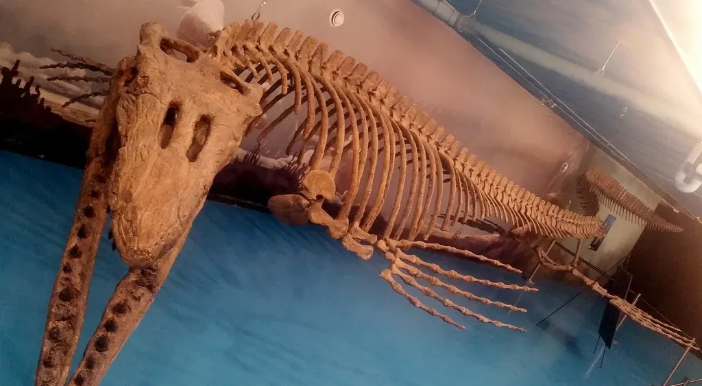The Great Vanishings: Extinction in the Ancient Oceans (Rob Swystun, Flickr, CC BY 2.0)