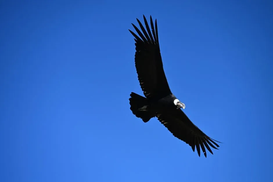 #5 - Balancing an 8 kg/m² Wing Load to the Gram (Image Credits: Pexels)