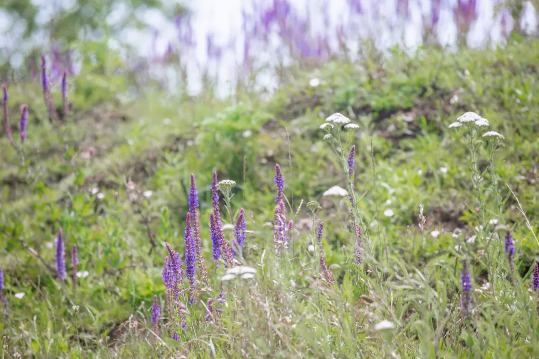 9. Changing Vegetation and the Rise of Flowering Plants (Image Credits: Unsplash)