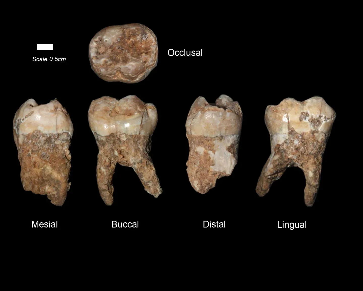 2. The Tiniest Teeth in Montana Changed Everything We Thought We Knew (By Prof. Israel Hershkovitz, Tel Aviv University, CC BY 4.0)