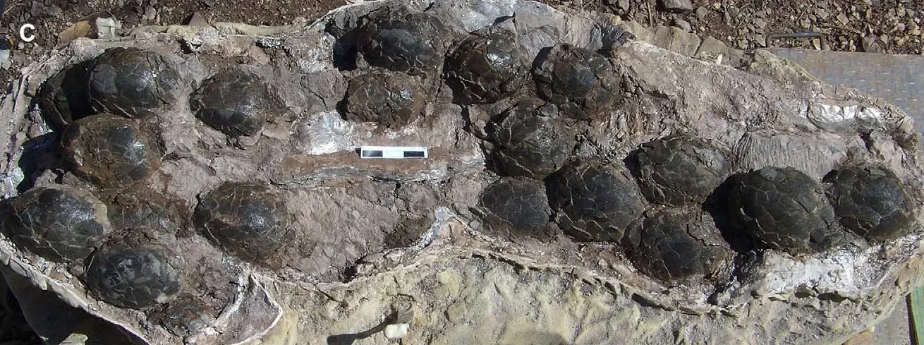 The Largest Dinosaur Eggs Were Smaller Than You'd Think (Image Credits: Wikimedia)