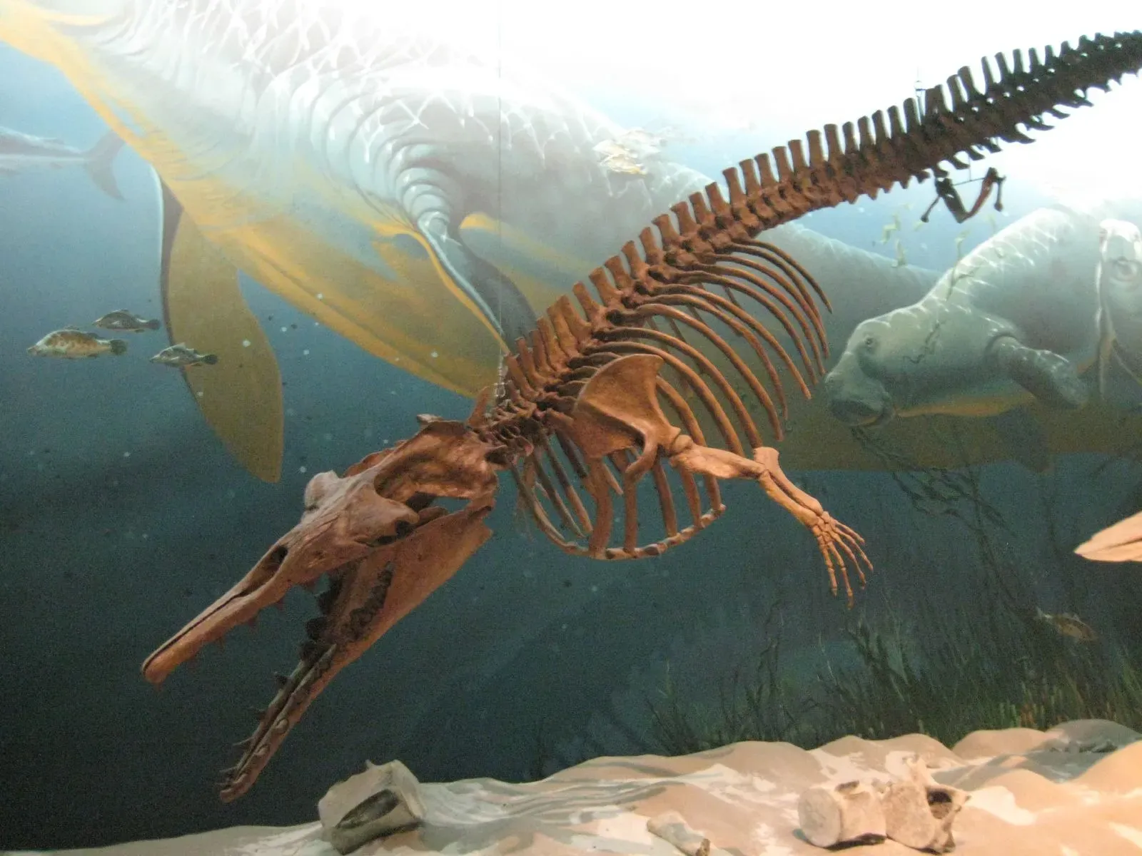 The Shocking Idea: Whales With Legs (Early Whale Zygorhiza kochiiUploaded by FunkMonk, CC BY-SA 2.0)