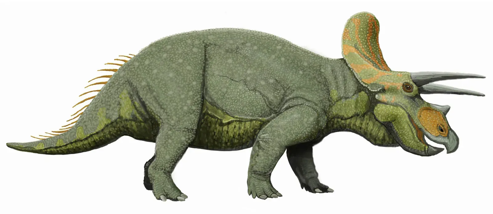 Horned Fortresses: Ceratopsians and Shielded Skulls (dmitrchel@mail.ru, CC BY 3.0)