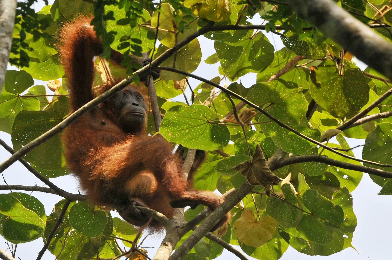 #1 - The Great Ape Nobody Believed Could Still Exist (By Jefri Tarigan, CC BY-SA 4.0)