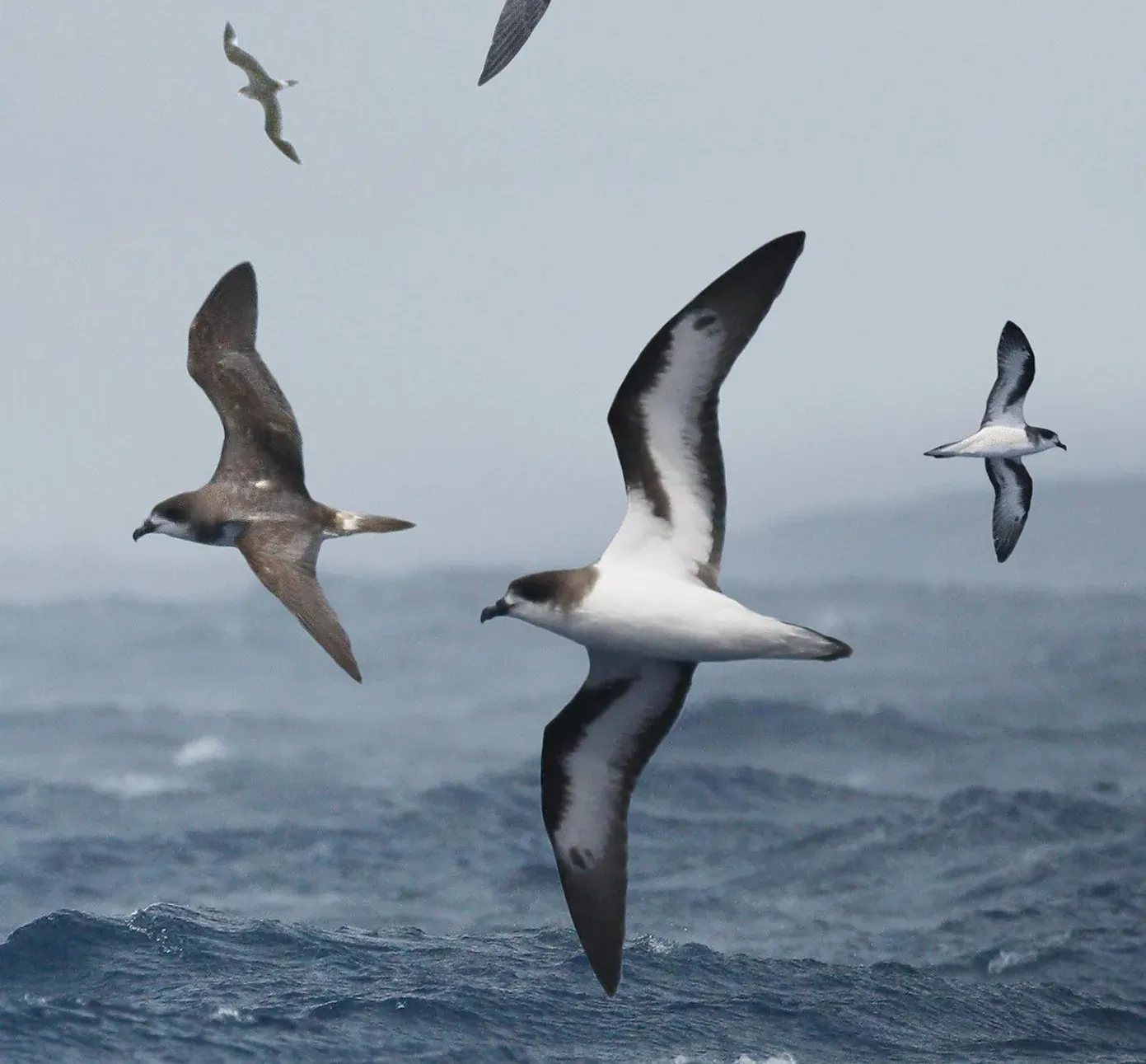 #2 - The Bermuda Petrel: Declared Gone for 300 Years, Then It Screamed Back (Image Credits: Wikimedia)