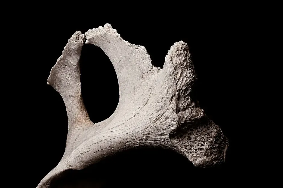 #4 - Rebuilt From a Single Bone Fragment, Then Forgotten (Image Credits: Pexels)