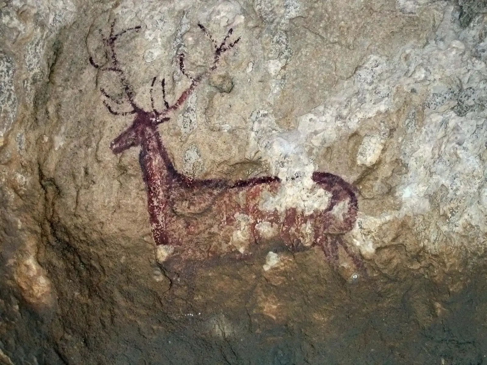 Deer, Does, and Antlers of Intuition: The Soft but Unshakable Spirit (By Hugo Soria, CC BY-SA 3.0)