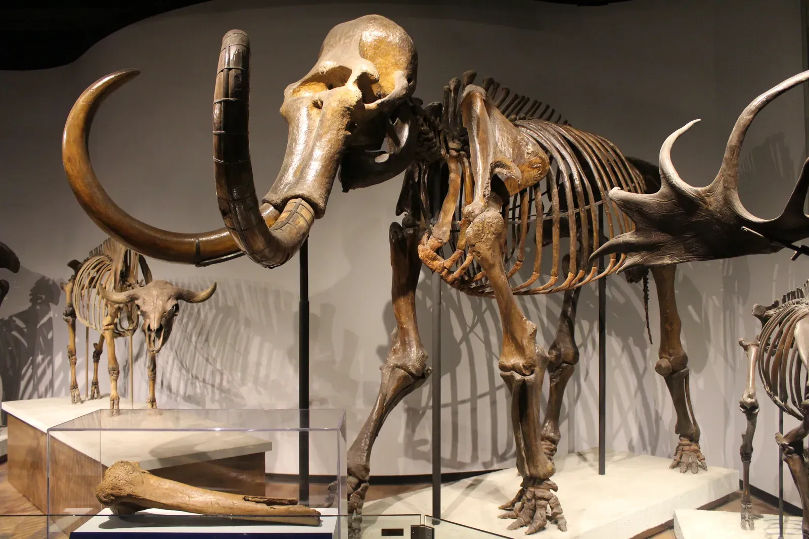 #5 - Humans or Climate: Who Actually Killed the Mammoths? (By Jonathan Chen, CC BY-SA 4.0)