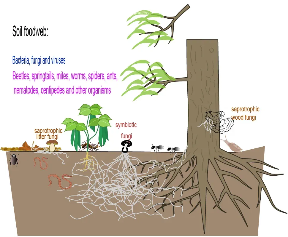 #5 – Microbial Life: Bacteria, Fungi, and the Soil Food Web (By Dutraelliott, Charlotte Roy, Salsero35, Nefronus, CC BY-SA 4.0)