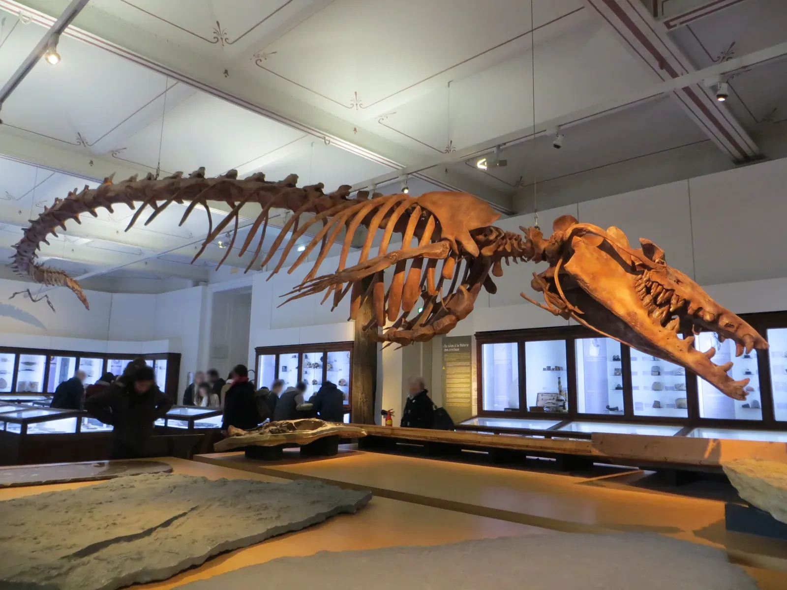 7. Basilosaurus: The Serpent-Like Whale With Leftover Legs (By Asmoth, CC BY-SA 4.0)