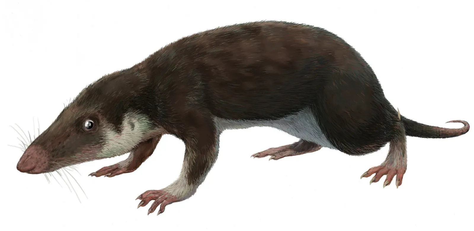 10. A Missing Link in Mammal Ear Evolution Was Finally Solved in Inner Mongolia (By FunkMonk, CC BY-SA 3.0)