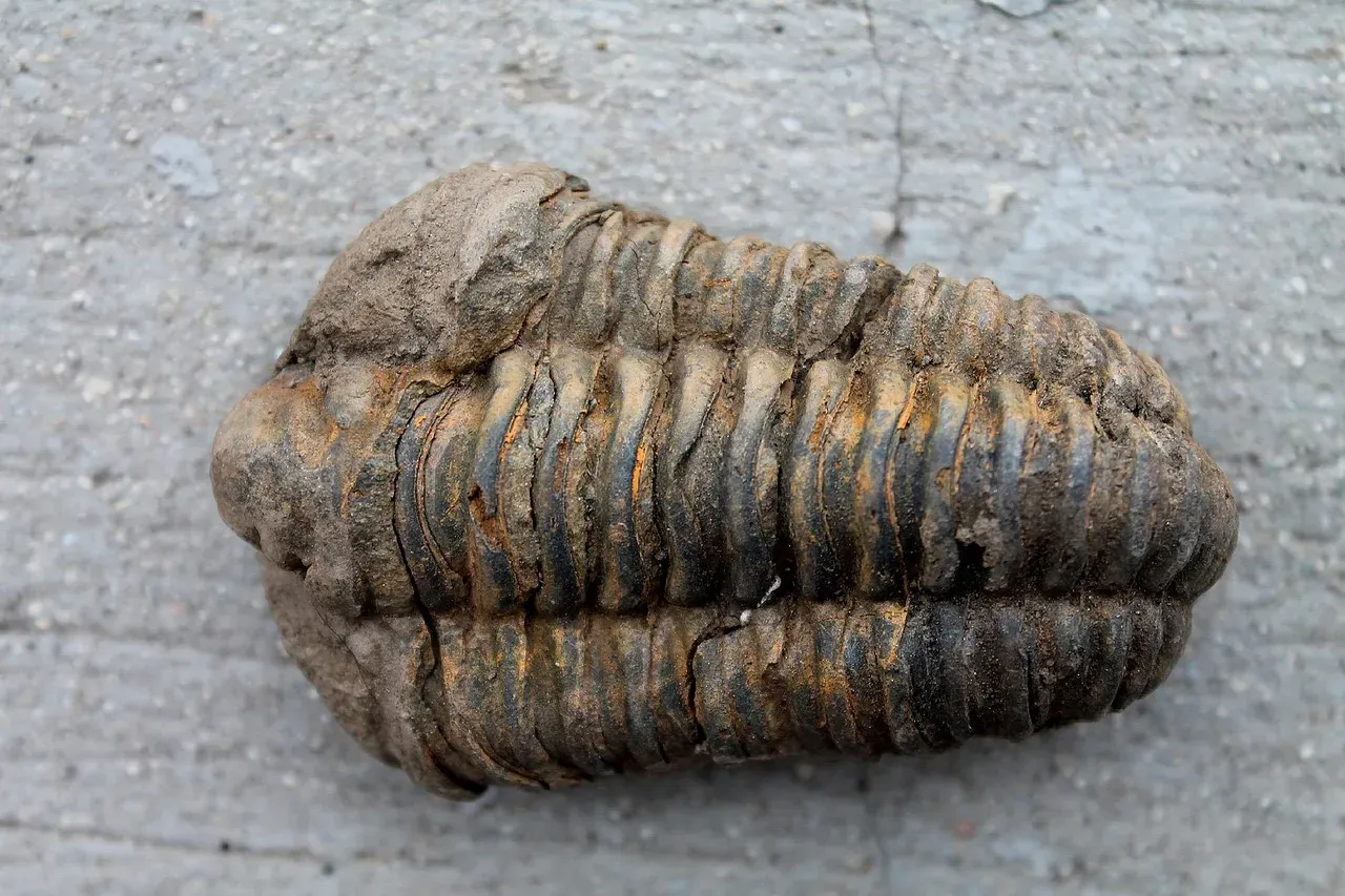 #13 - The 60-Year-Old Fossil That Erased a 'Dead Zone' in Evolution (Image Credits: Pixabay)