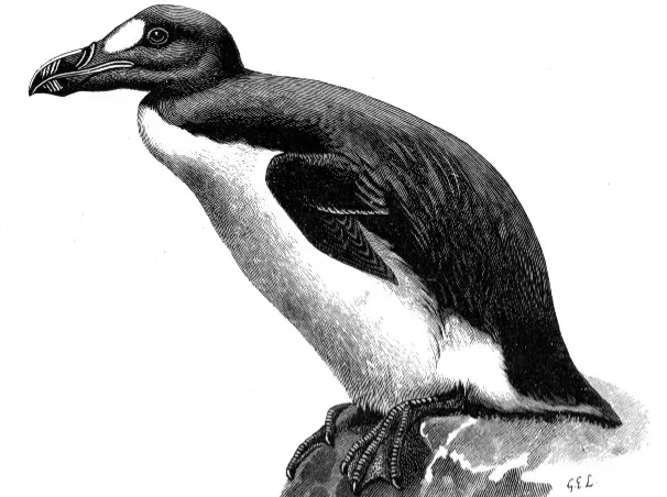#4 - It Coexisted With Human Hunters for Thousands of Years Without Collapsing (Image Credits: Wikimedia)