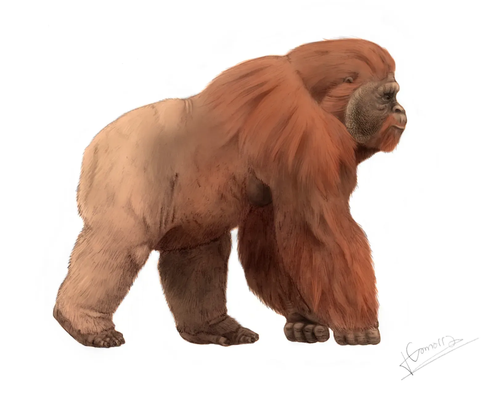 #5 - Gigantopithecus blacki: The Giant Ape With No Skeleton (By Concavenator, CC BY-SA 4.0)