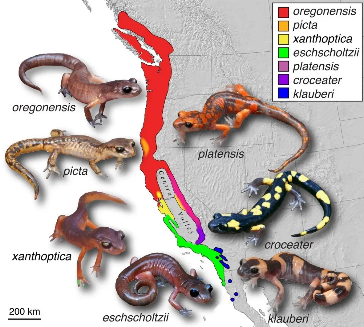 #13 - There's a Living Loop Where a Species Can't Interbreed With Itself ((2011). "Asymmetric reproductive isolation between terminal forms of the salamander ring species Ensatina eschscholtzii revealed by fine-scale genetic analysis of a hybrid zone". BMC Evolutionary Biology 11 (1): 245. DOI:10.1186/1471-2148-11-245., CC BY 2.0)