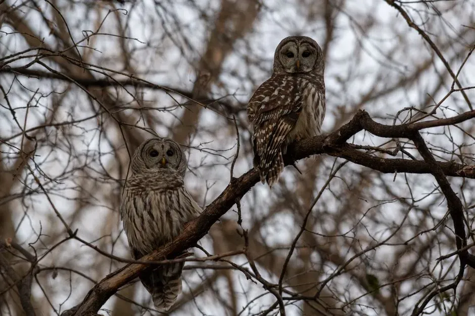 #2 - Urban Owls Are Reproducing Faster Than They're Dying (Image Credits: Pexels)