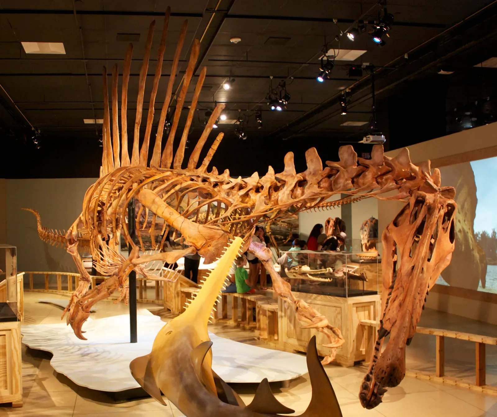 #5 - Not Everyone Agrees It Could Actually Dive (Spinosaurus, CC BY 2.0)