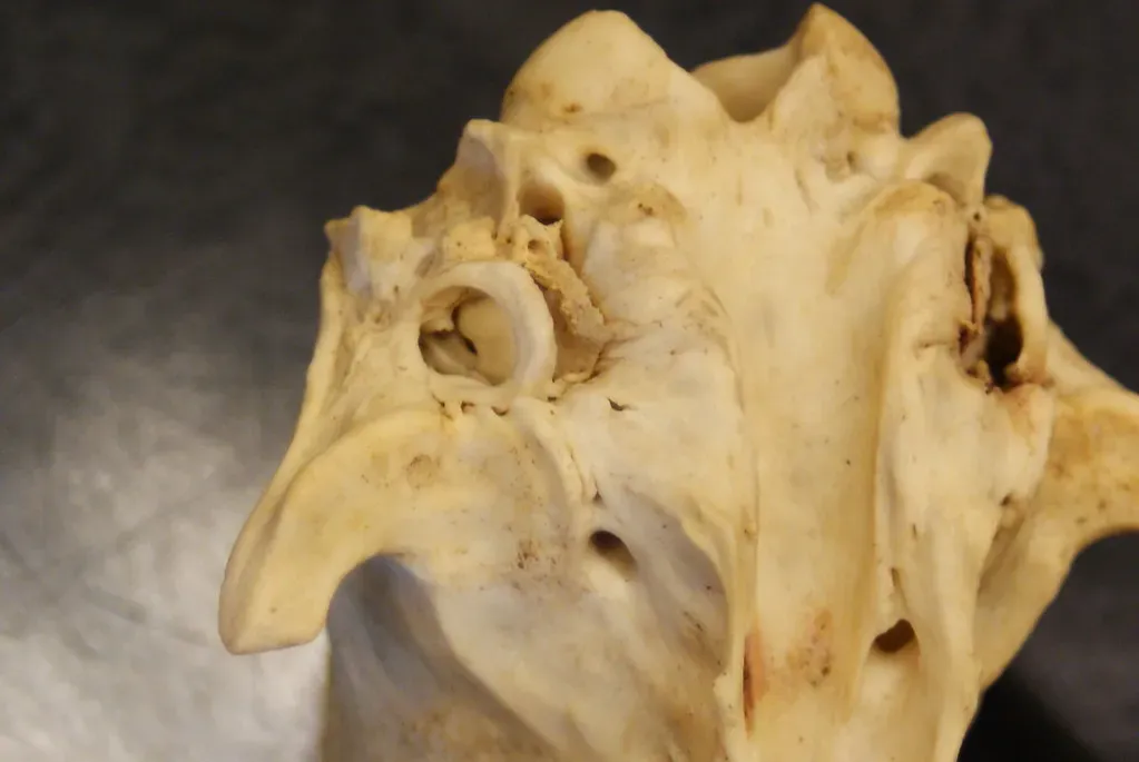 #10 - Middle Ear Bones So Delicate They Shouldn't Exist (Dallas Krentzel, Flickr, CC BY 2.0)