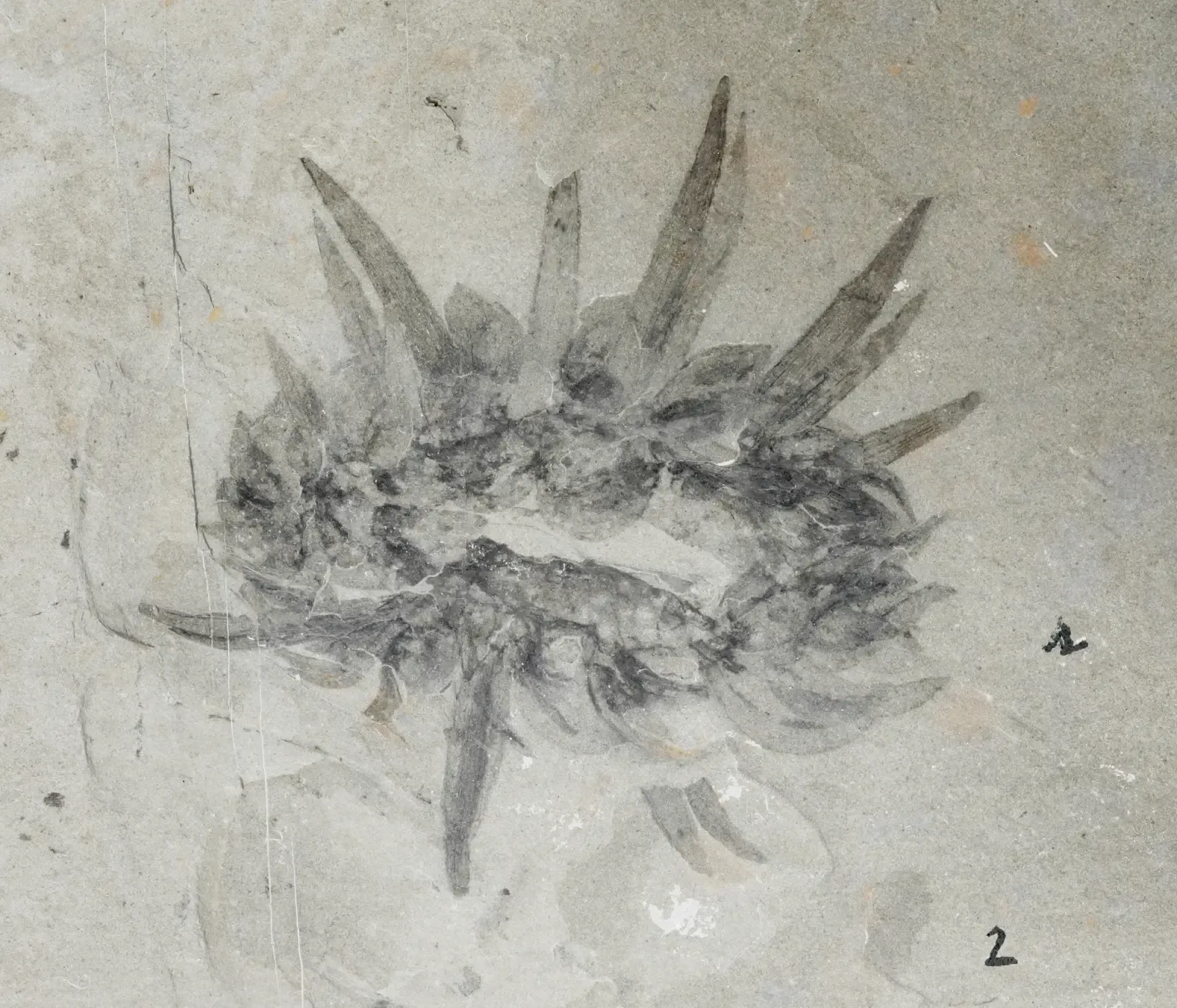 12. Wiwaxia: The Armored Slug With No Clear Family (From Smith 2013: doi:10.5061/dryad.868sm / doi:10.1111/pala.12063, CC0)