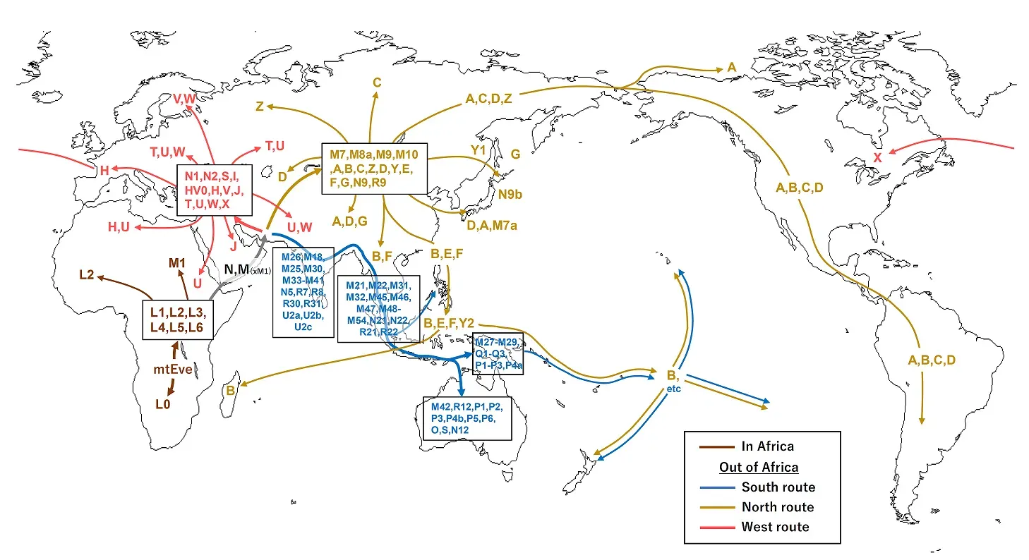 Conclusion: A Story Written in Our Bones and Blood (Own work based on the following reference;崎谷満『DNA・考古・言語の学際研究が示す新・日本列島史 日本人集団・日本語の成立史』（勉誠出版　2009年）
崎谷満『新日本人の起源　神話からDNA科学へ』（弁制出版　2009年）
The map is from http://www.craftmap.box-i.net/world.php (No copyright), CC BY-SA 4.0)