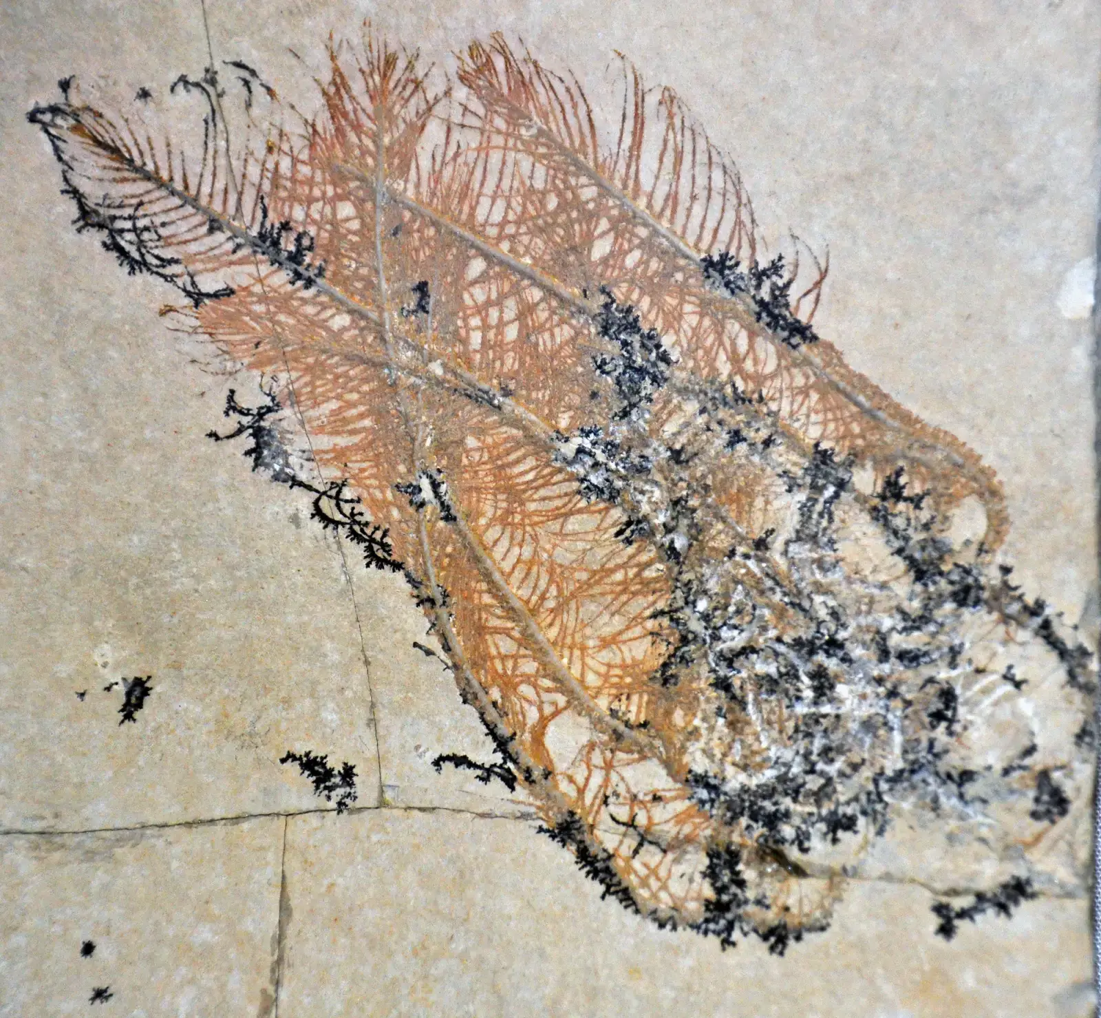 Conclusion: A Story Written in Stone, Bone, and Sky (Comatula pinnata (fossil crinoid) (Solnhofen Limestone, Upper Jurassic; Bavaria, Germany) 3, CC BY 2.0)