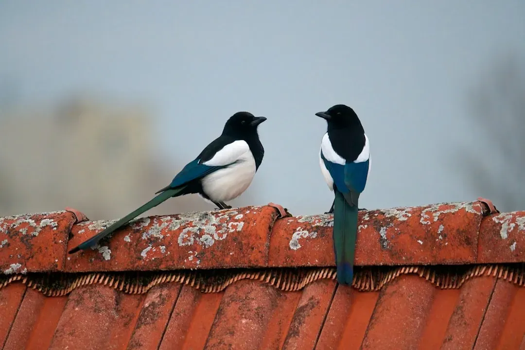 Gemini – The European Magpie (Image Credits: Unsplash)